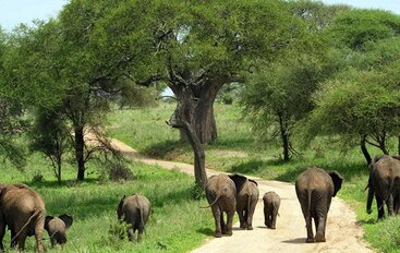 Western Tanzania Safari Tour Cost 