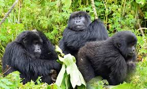 Rwanda Gorilla Trekking and Safari Tours 